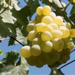 Hroznove-vino-vinazgruzie.cz_