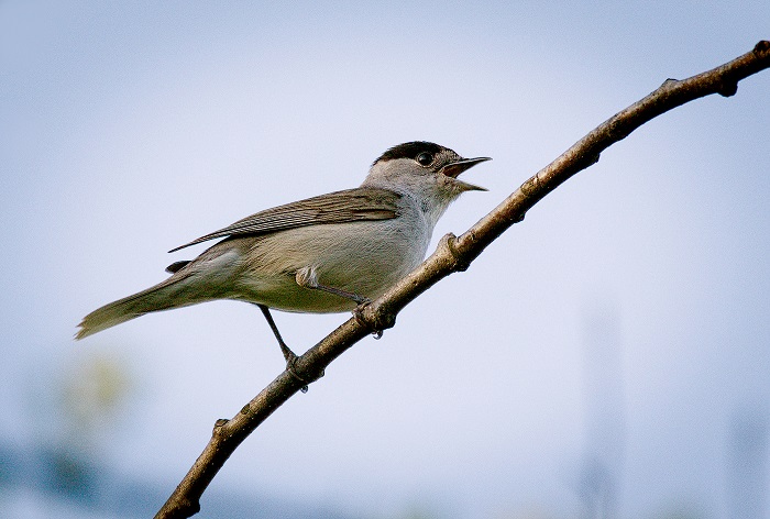 pěnice černohlavá