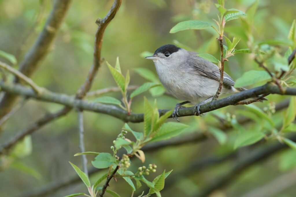 pěnice černohlavá